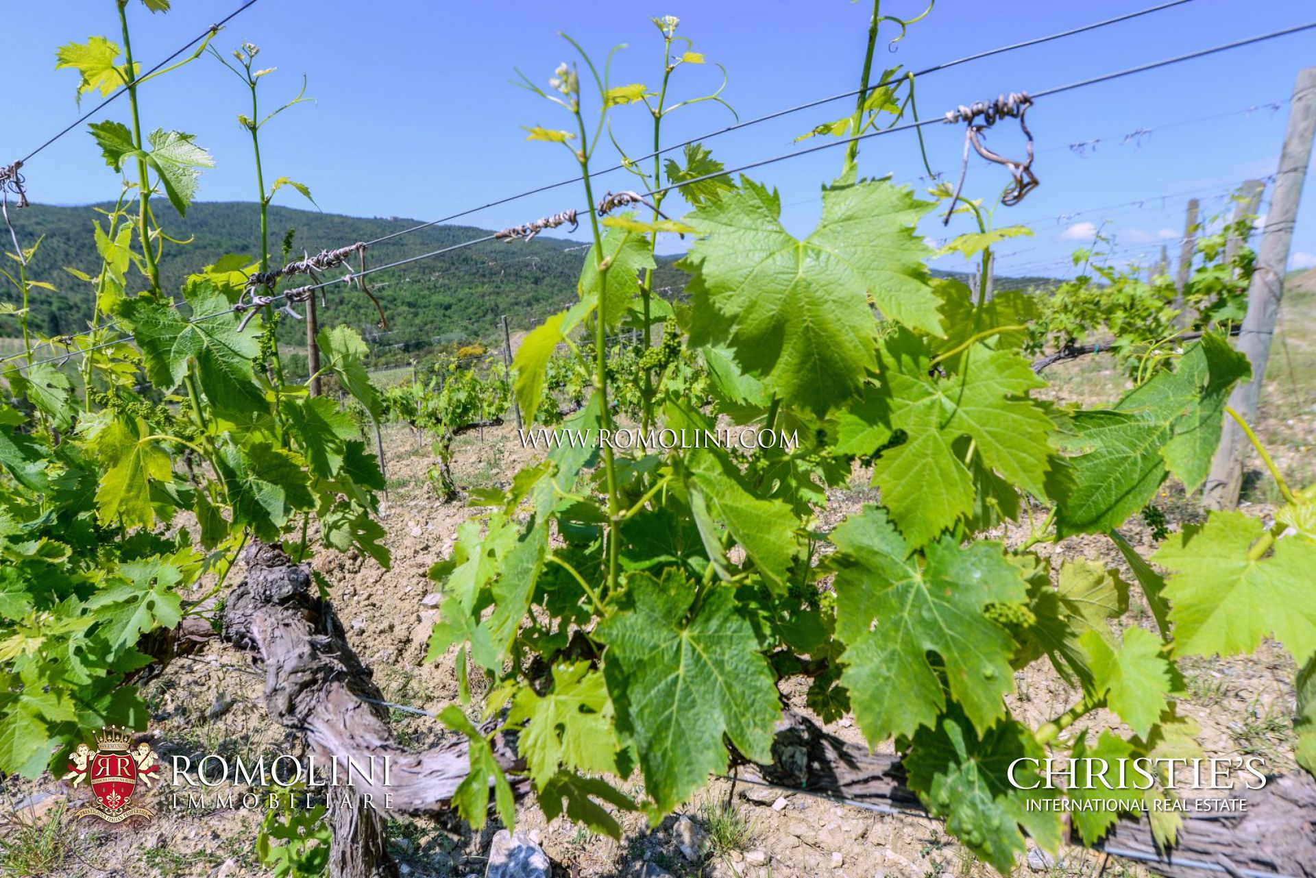 MONTALCINO: AZIENDA VITIVINICOLA BRUNELLO DI MONTALCINO IN VENDITA, CASALE IN VENDITA