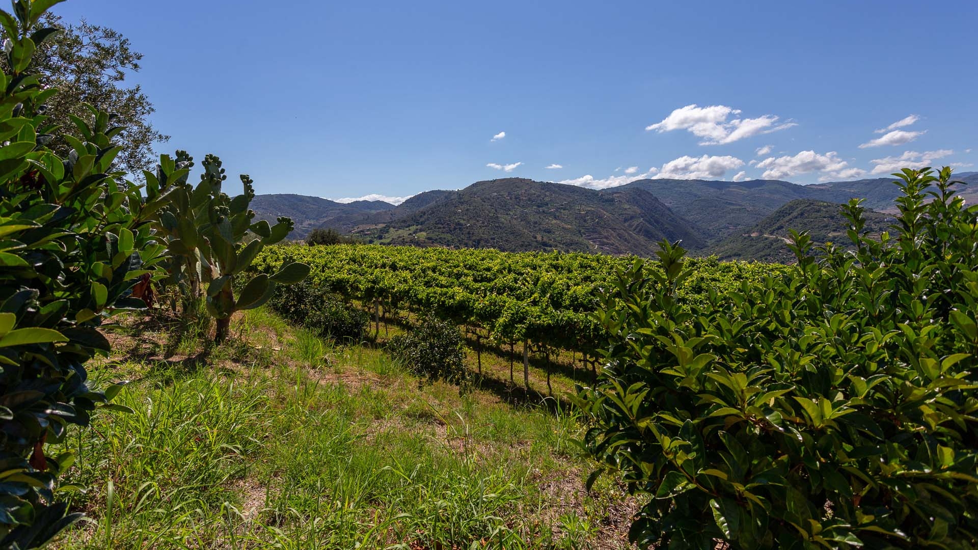VILLE FRONTE MARE, APPARTAMENTI DI PREGIO E AZIENDE AGRICOLE IN VENDITA A PATTI, SICILIA