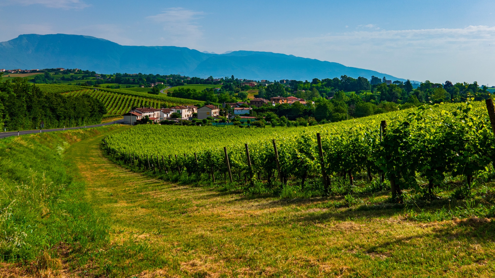 AZIENDA AGRICOLE VITIVINICOLE IN VENDITA A VALDOBBIADENE, COLLINE DEL PROSECCO