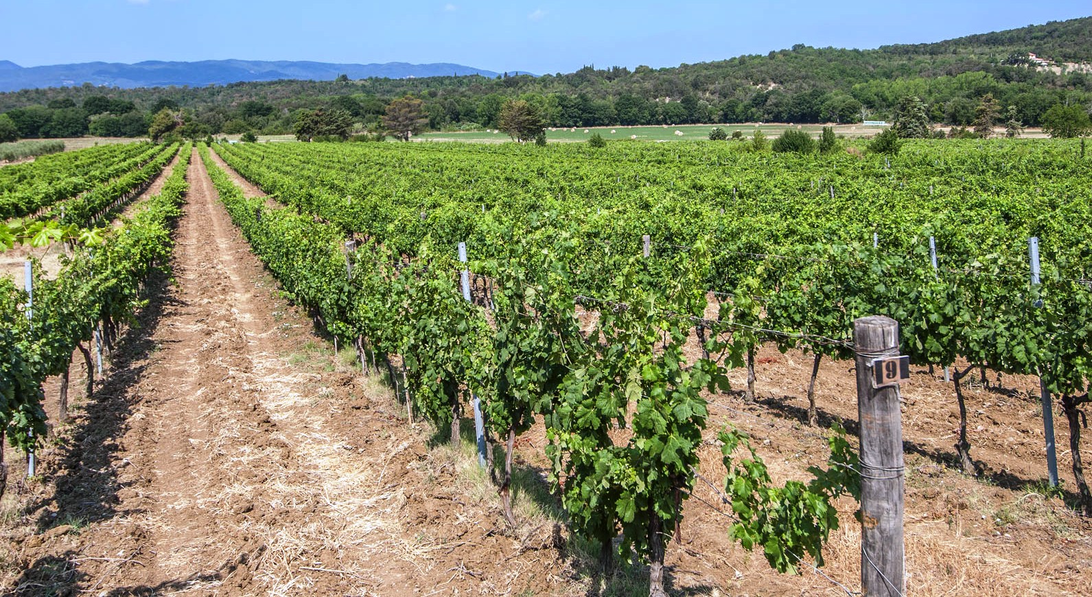 SCANSANO: CASALI, VILLE DI LUSSO, AZIENDE AGRICOLE VITIVINICOLE IN VENDITA A SCANSANO, GROSSETO TUSCANY