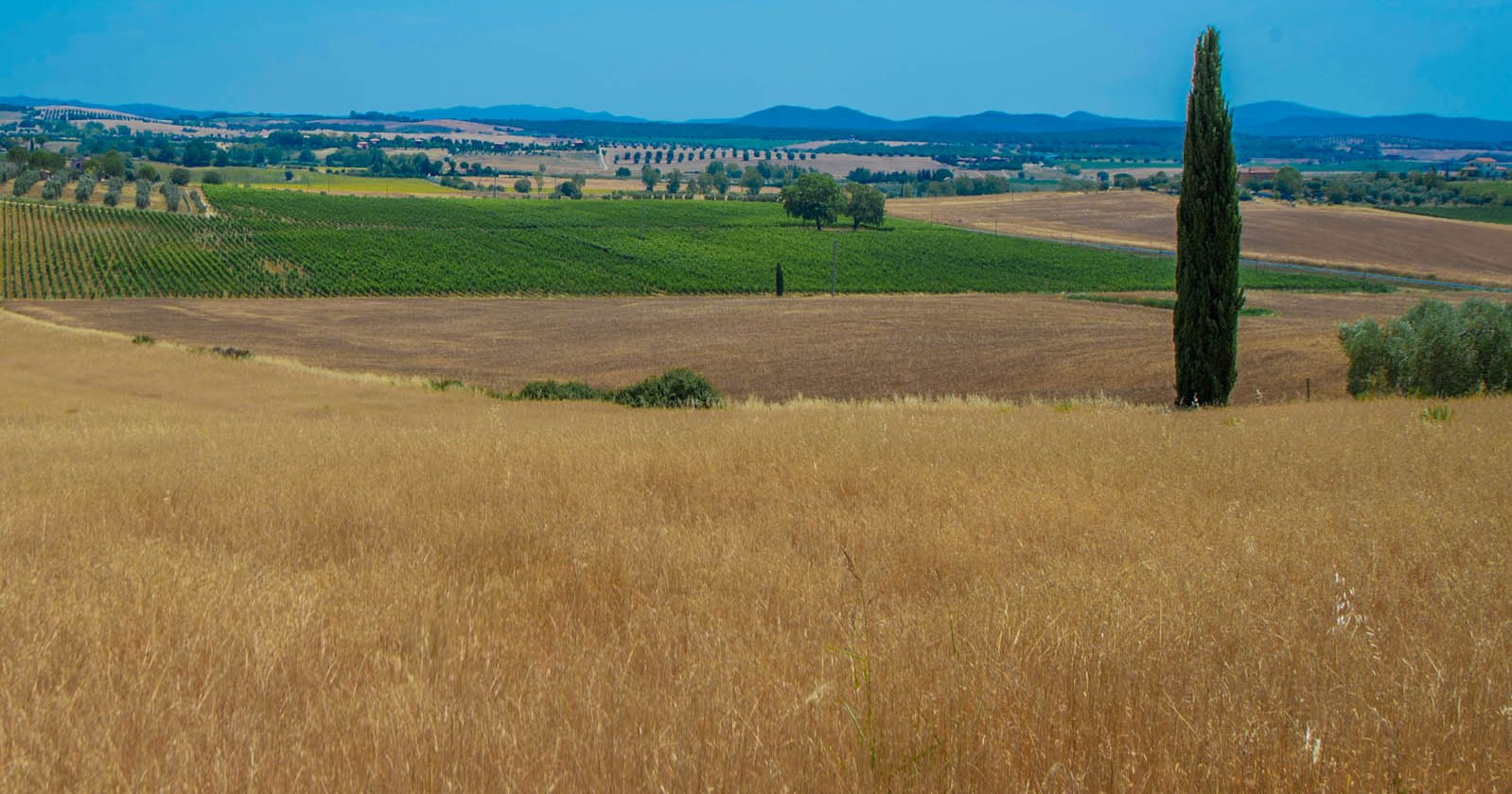 VILLE E CASALI IN VENDITA MAGLIANO IN TOSCANA, MAREMMA, TOSCANA MARE - AZIENDE VITIVINICOLE MORELLINO DI SCANSANO DOCG