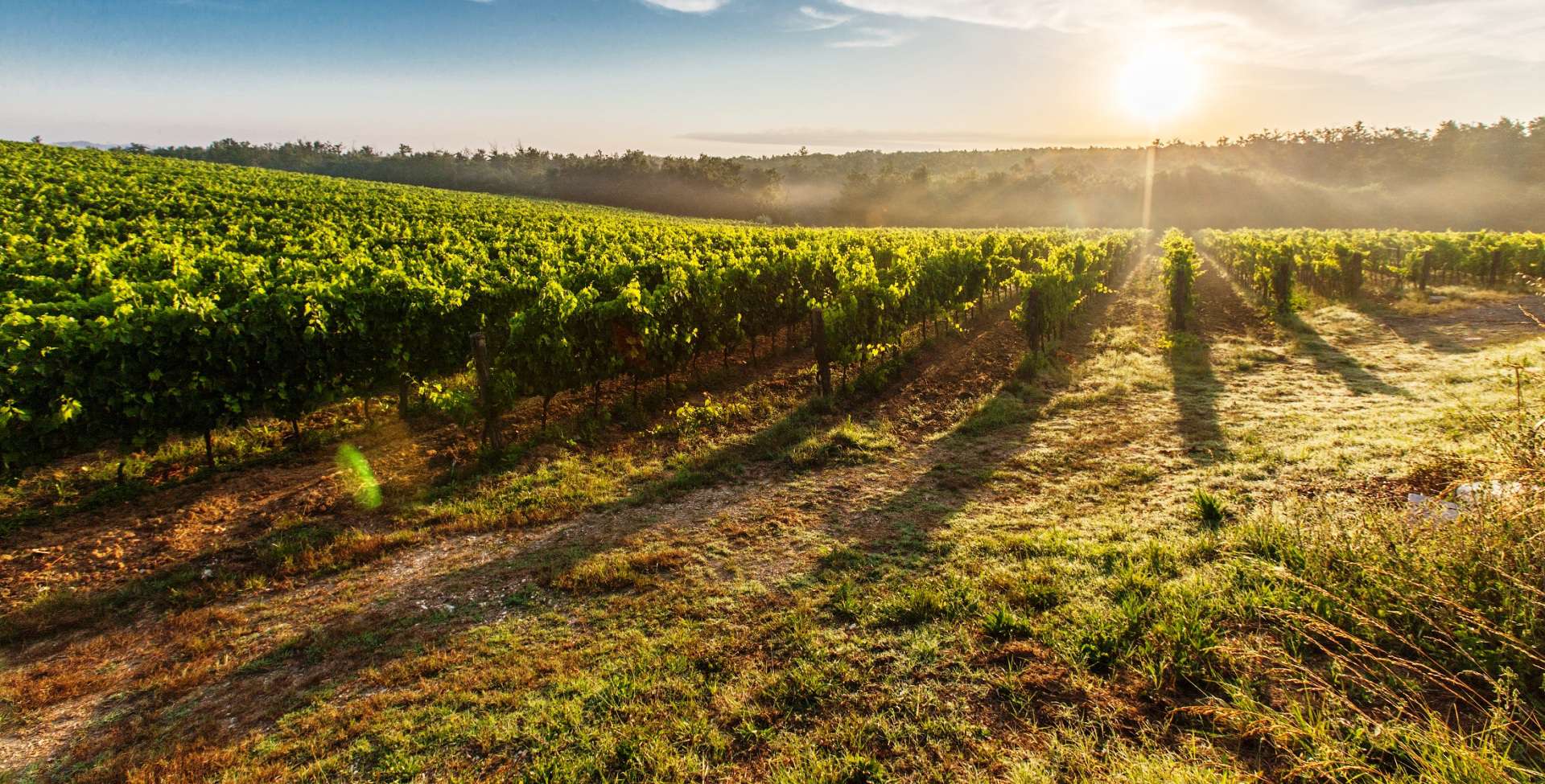CERTALDO: CASALI, VILLE STORICHE E AZIENDE AGRICOLE VITIVINICOLE IN VENDITA A CERTALDO, FIRENZE, TOSCANA