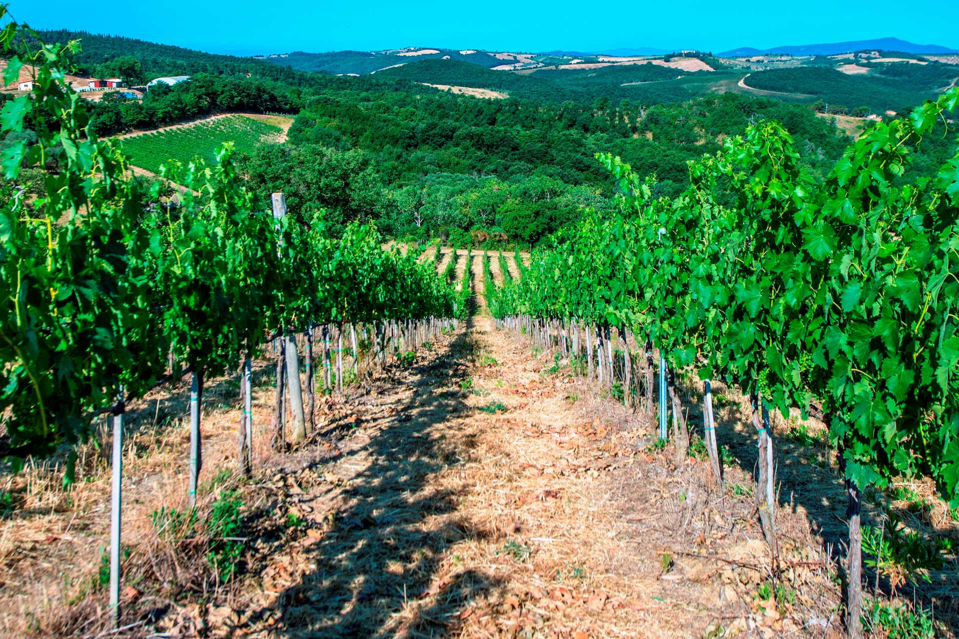 GROSSETO: CASALI, VILLE DI LUSSO E AZIENDE VITIVINICOLE IN VENDITA A GROSSETO, MAREMMA, TOSCANA