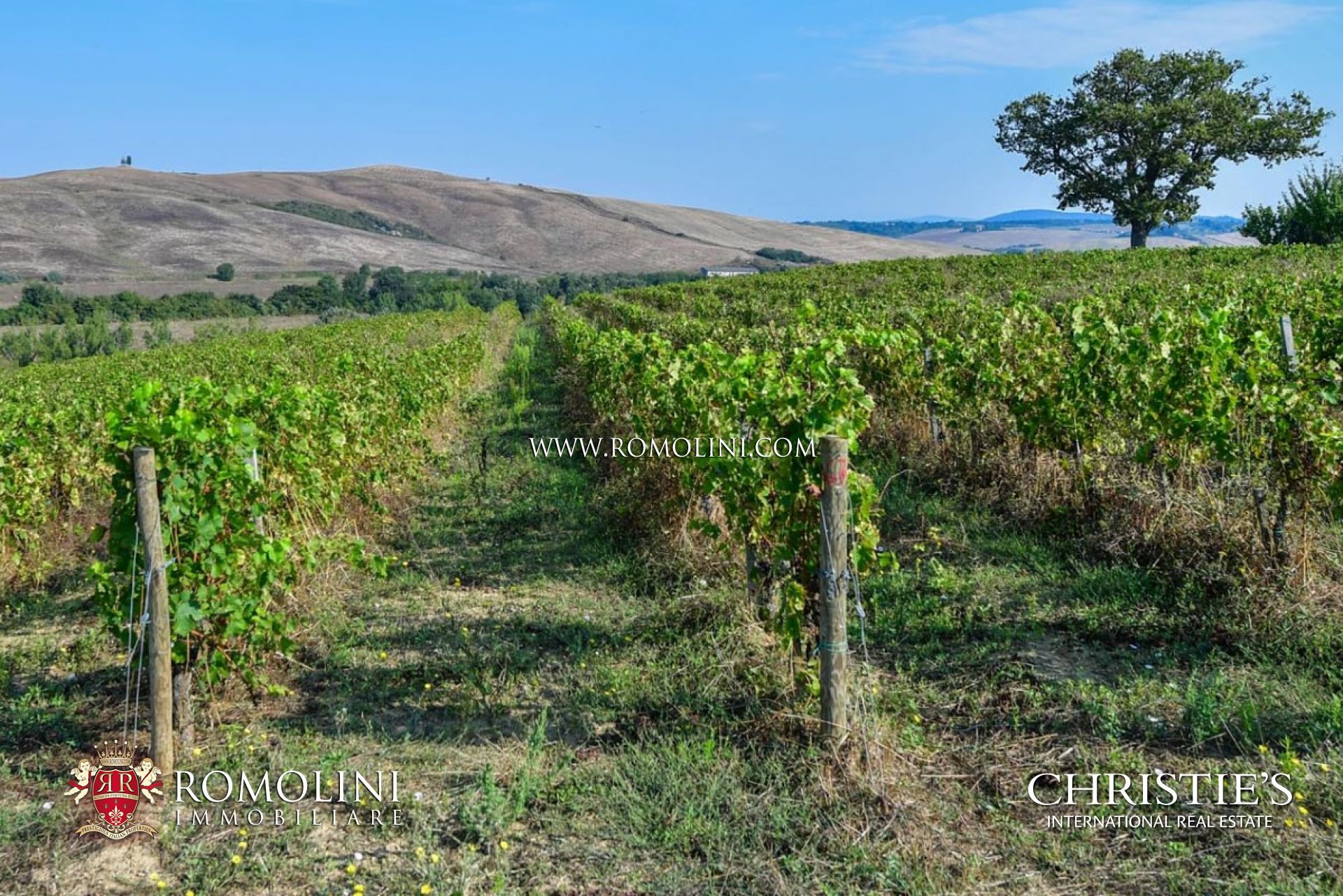 AZIENDA AGRICOLA IN VENDITA TOSCANA, AZIENDE AGRICOLE VITIVINICOLE IN TOSCANA, AZIENDA AGRICOLA VINICOLA BIOLOGICA