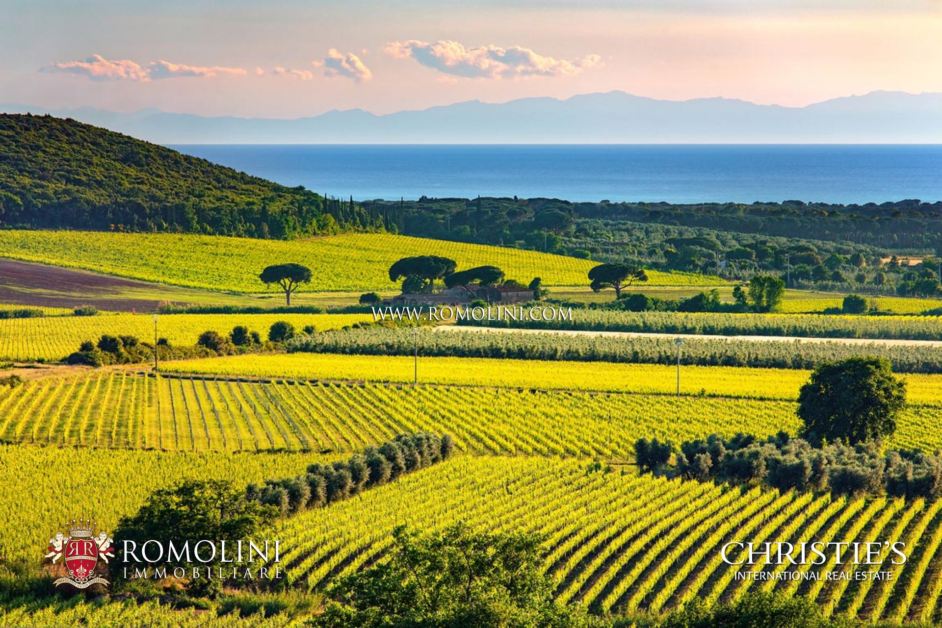 AZIENDA AGRICOLA IN VENDITA TOSCANA, AZIENDE AGRICOLE VITIVINICOLE IN TOSCANA, AZIENDA AGRICOLA VINICOLA BIOLOGICA