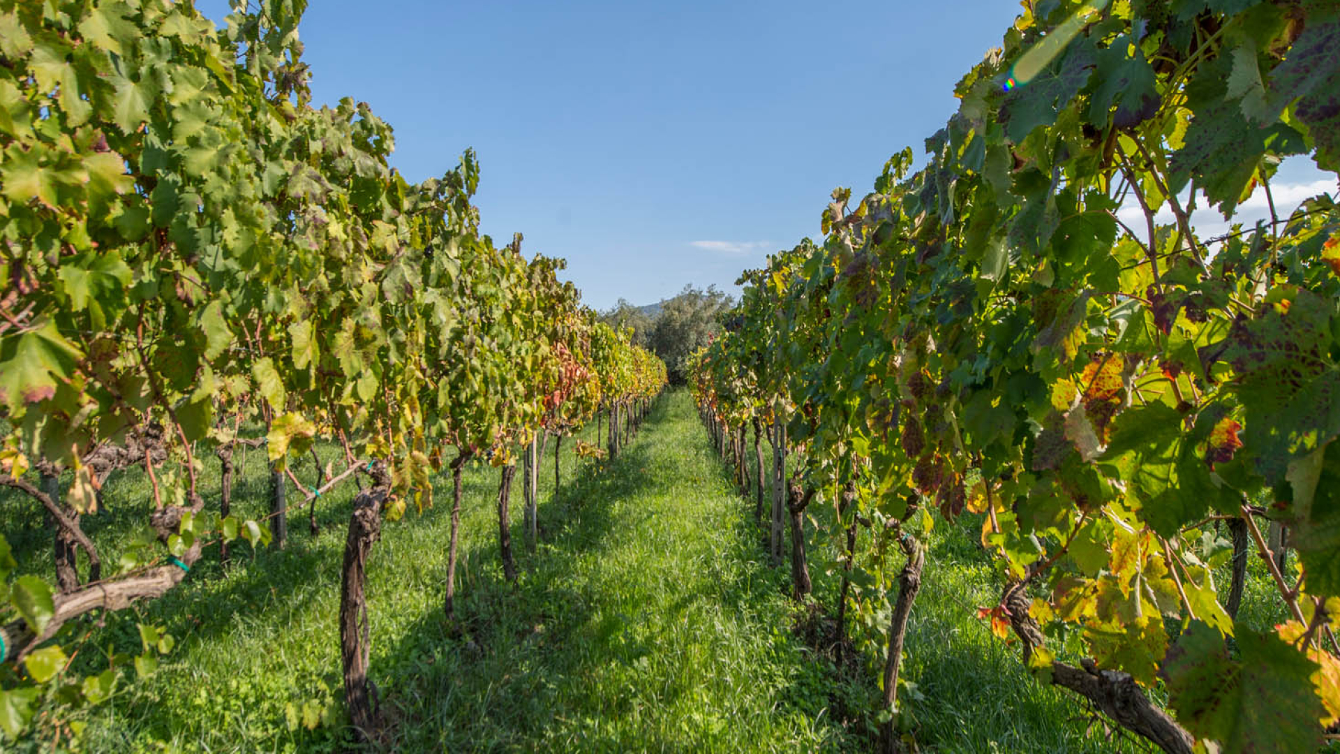 AZIENDA AGRICOLA VITIVINICOLA, CANTINE E VIGNETI IN VENDITA IN SICILIA - CERASUOLO DI VITTORIA DOCG, VITTORIA DOC, SIRACUSA DOC, MOSCATO DI PANTELLERIA DOC