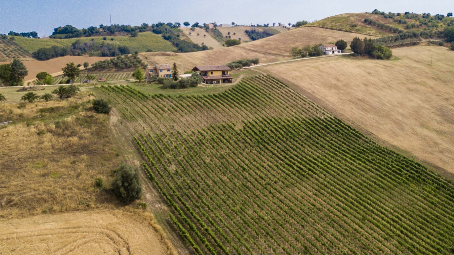 AZIENDA AGRICOLA VINICOLA IN VENDITA NELLE MARCHE