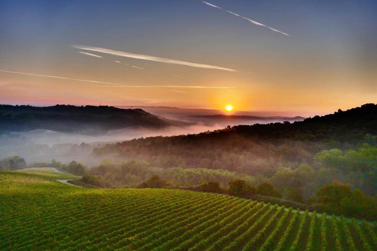 PICCOLA AZIENDA VITIVINICOLA IN VENDITA, CANTINA CON VIGNETI IN VENDITA