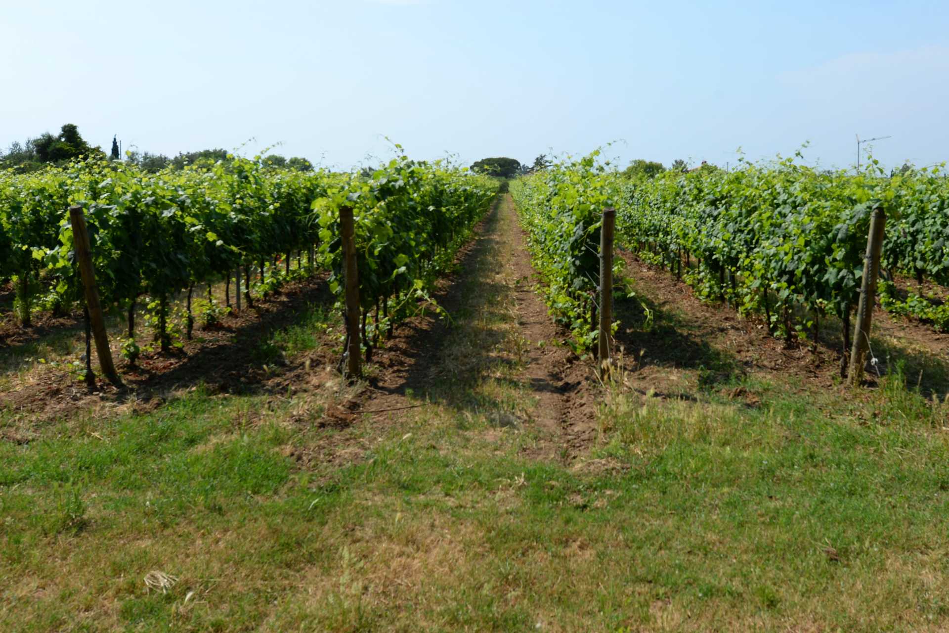 TENUTA VITIVINICOLA IN VENDITA A BOLGHERI, CANTINA VIGNETO IN VENDITA BOLGHERI, TOSCANA, CASTAGNETO CARDUCCI