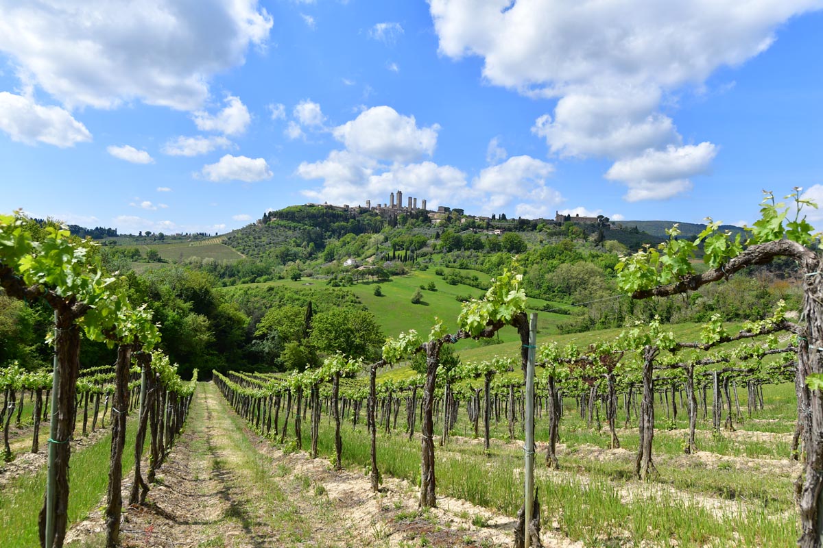 PICCOLA AZIENDA VITIVINICOLA IN VENDITA, CANTINA CON VIGNETI IN VENDITA