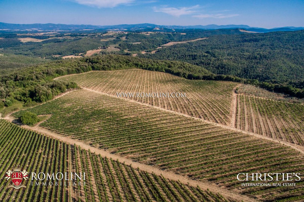 VIGNETO IN VENDITA TOSCANA - CHIANTI CLASSICO, MONTALCINO, BOLGHERI