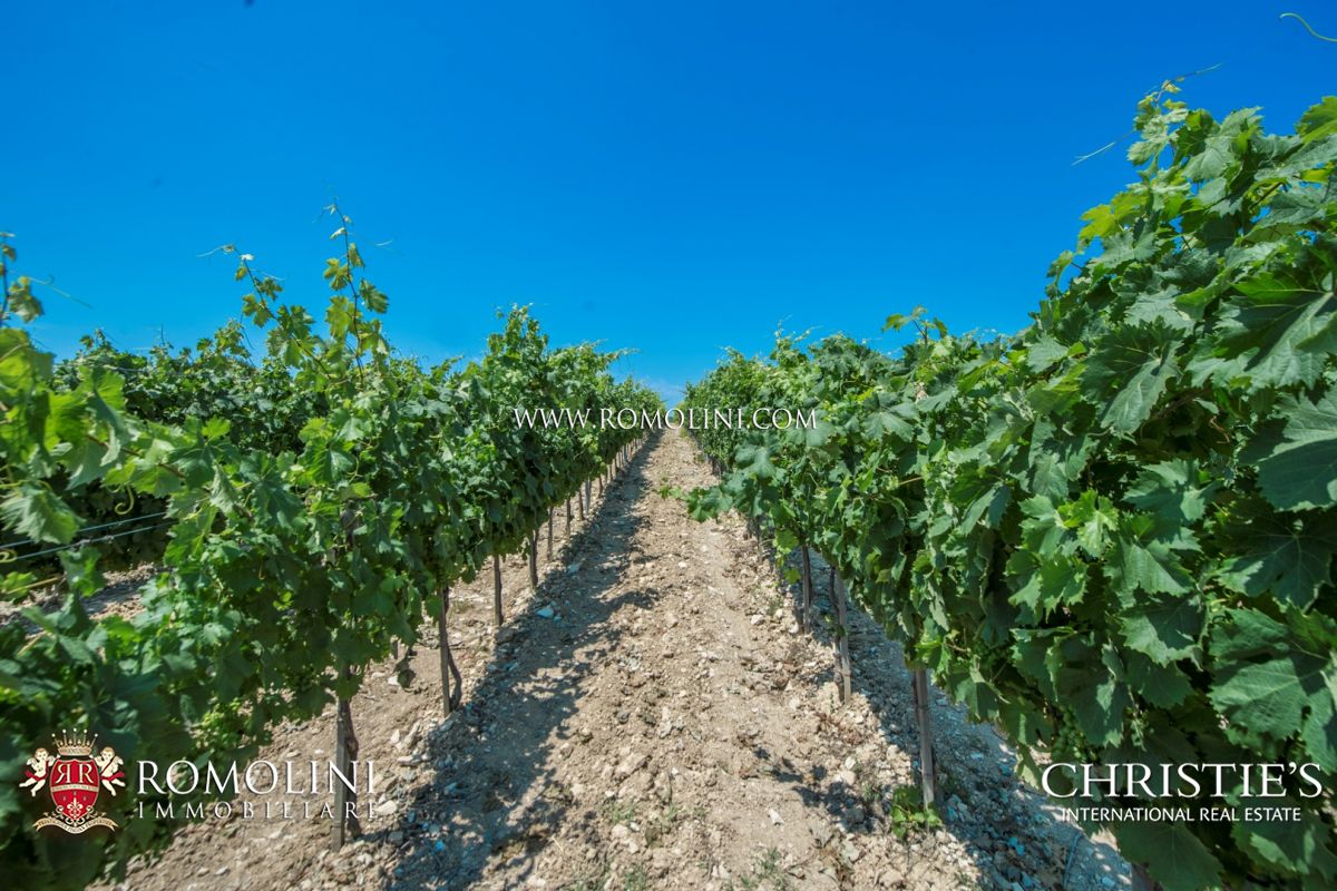 VIGNETO IN VENDITA TOSCANA - CHIANTI CLASSICO, MONTALCINO, BOLGHERI