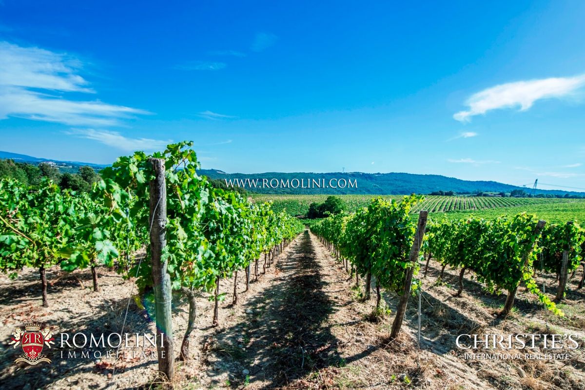 VIGNETO IN VENDITA TOSCANA - CHIANTI CLASSICO, MONTALCINO, BOLGHERI