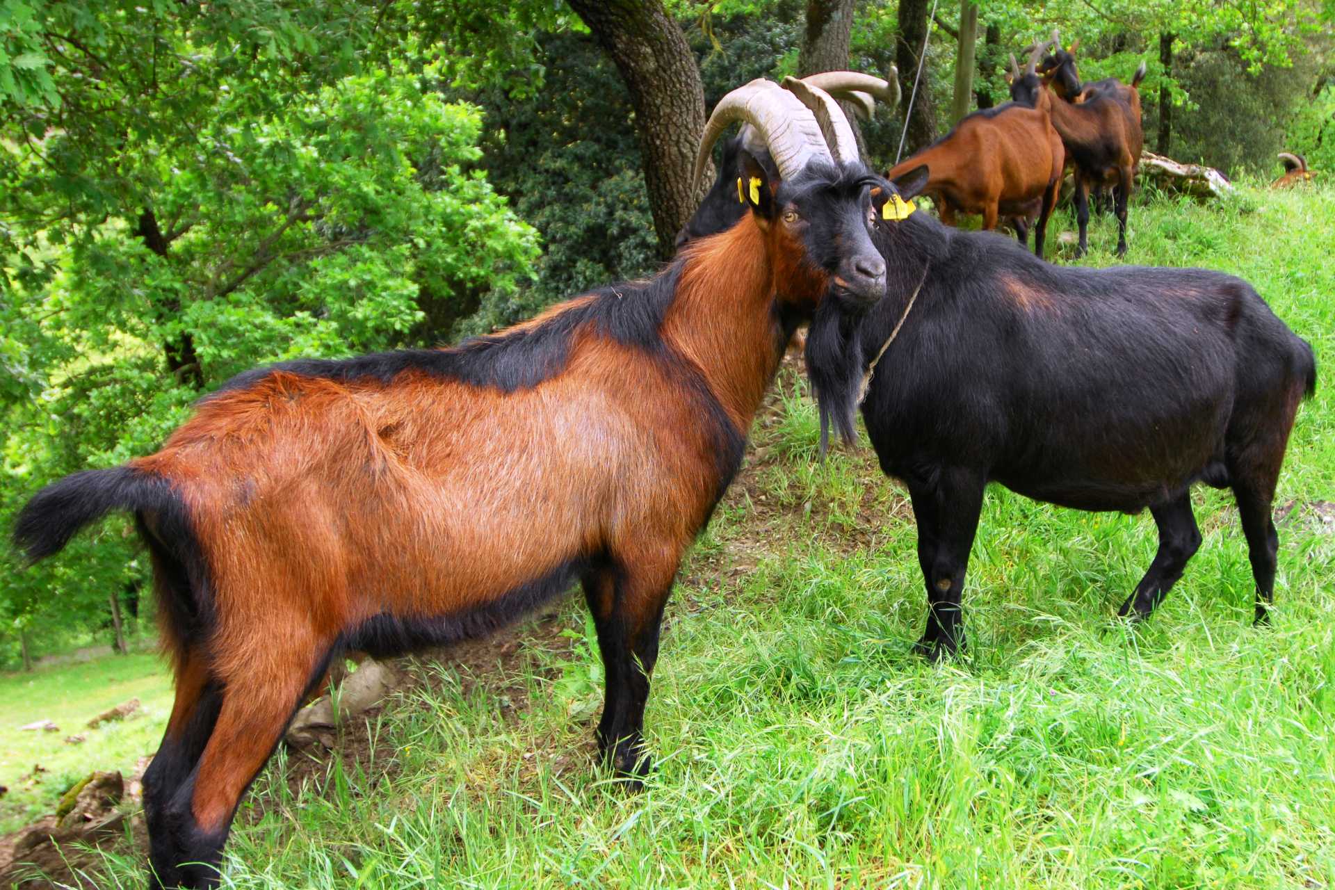 FATTORIA IN VENDITA IN ITALIA
